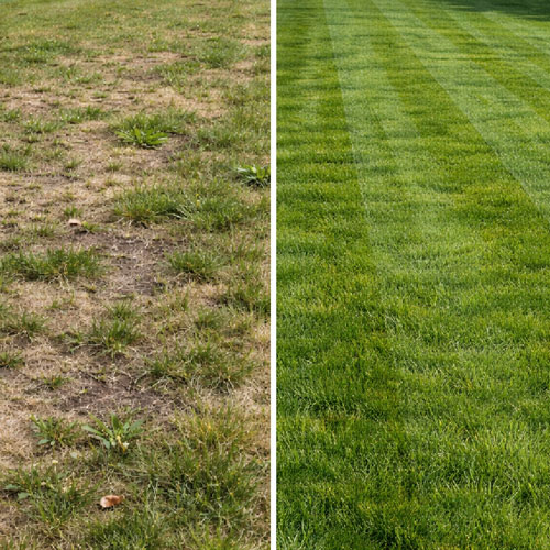 Common Lawn Problems in South Jersey (and How To Fix Them)