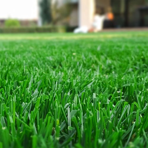 Maximizing Your Lawn's Potential: Understanding Turf Amendment, Thatch Aeration, and Overseeding